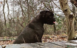 Boxer dogs for sale: 🐾 Boxer Dog for Sale KC registered  - Image 1