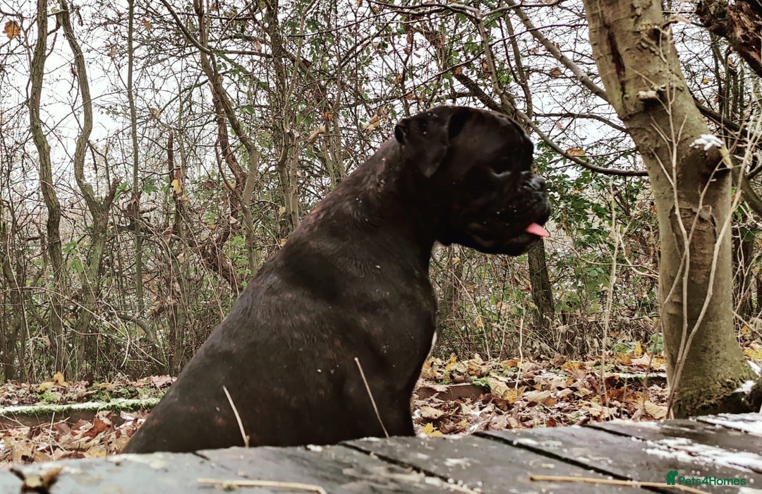 Boxer dogs for sale: 🐾 Boxer Dog for Sale KC registered  - Image 1