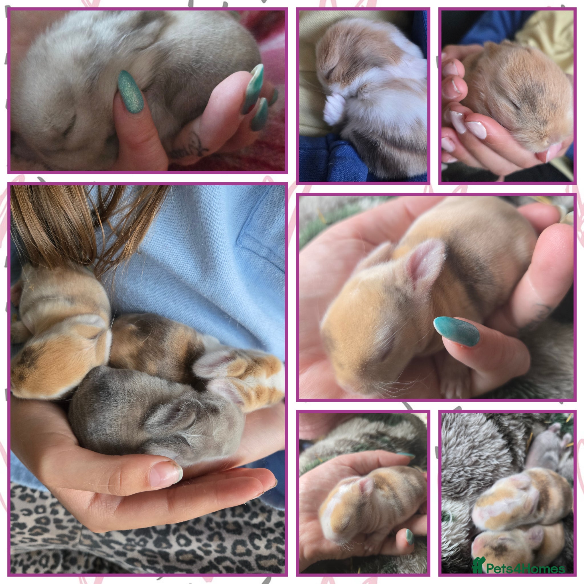 Mixed Breed rabbits Mini lop x lion lop babies - Advert 2