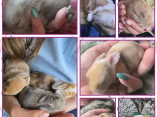 Mixed Breed rabbits Mini lop x lion lop babies - Advert 1