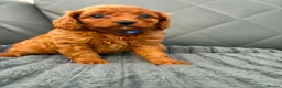 Cavapoo dogs for sale: 6 F1 Cavapoos - Advert 15