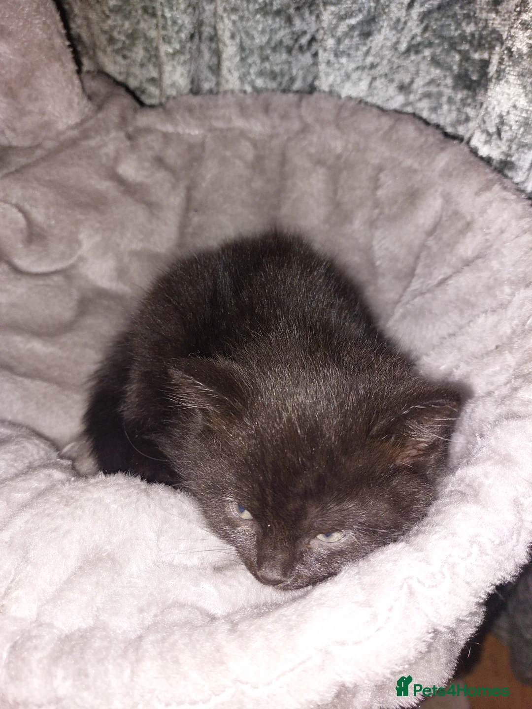 Mixed Breed cats for sale: 4 babies - Advert 5