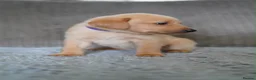 Labrador Retriever dogs for sale: Kennel Club Registered Labrador Puppies  - Advert 4