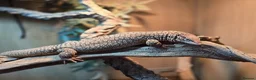 Monitor reptiles for sale: Aki monitor lizard & full set up  in Southampton - Advert 1