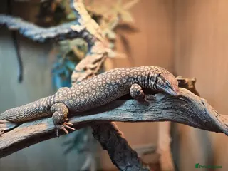 Monitor reptiles Aki monitor lizard & full set up - Advert 2