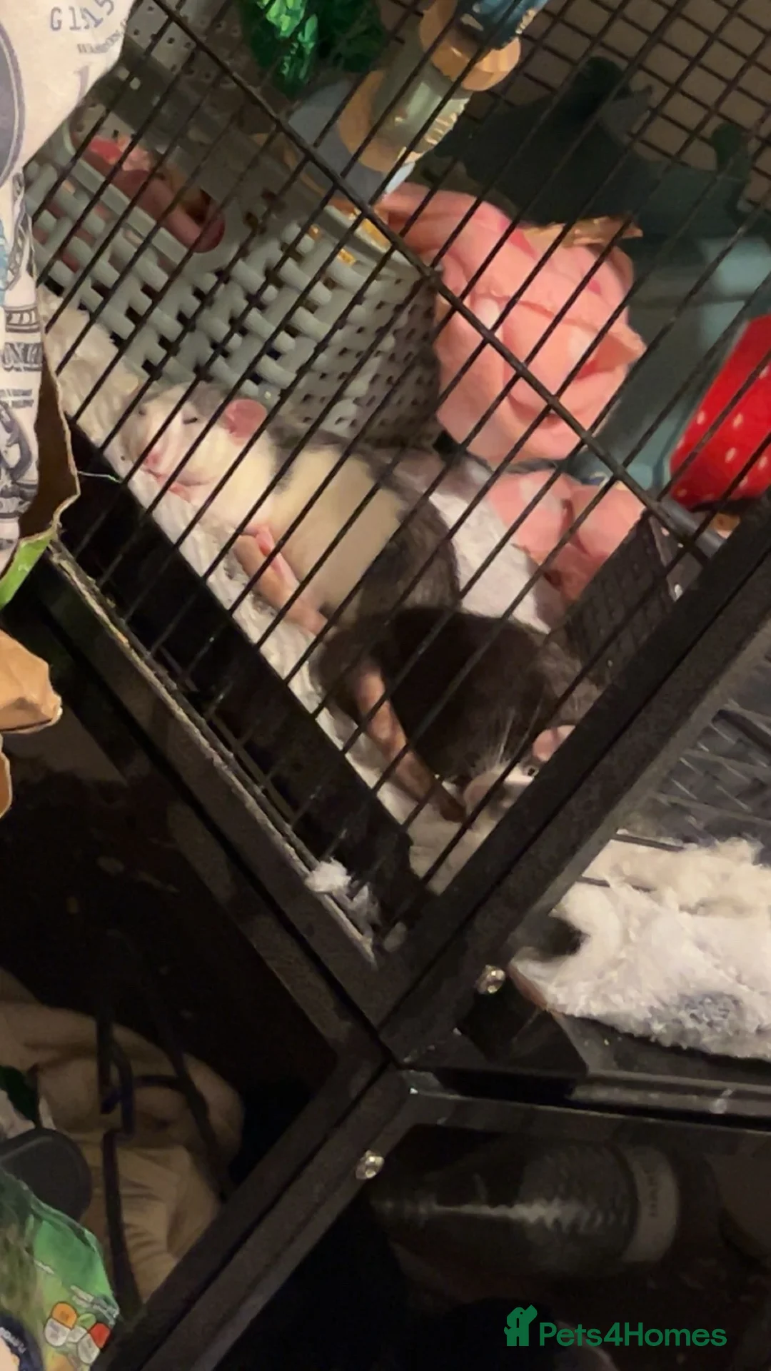 Rat rodents for sale: 4 female rats (setup included) - Advert 2