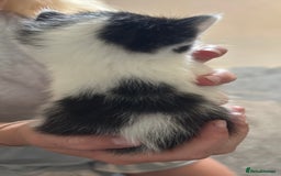 Mixed Breed cats for sale: Beautiful kittens ready to go 13 September   - Image 5