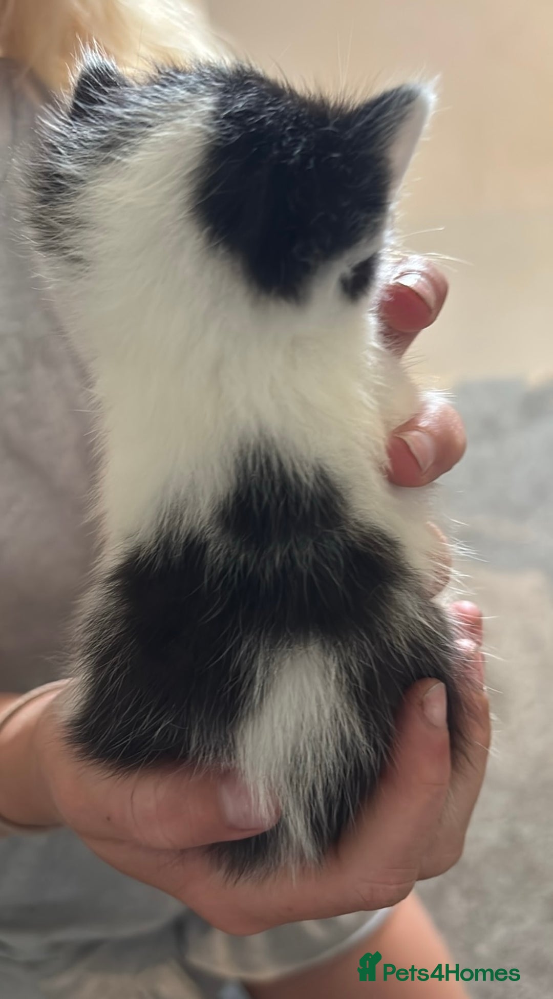 Mixed Breed cats for sale: Beautiful kittens ready to go 13 September   - Image 5