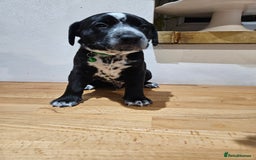 Mixed Breed dogs for sale: Litter of 7 dalmatian cross puppies - Image 17