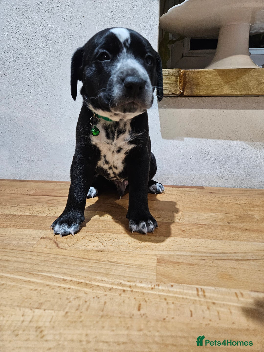 Mixed Breed dogs for sale: Litter of 7 dalmatian cross puppies - Image 17