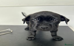 Mixed Breed dogs for sale: Adorable Rottweiler Dogue de Bordeaux x Cane Corso - Image 4