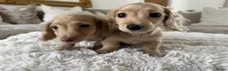Miniature Dachshund dogs for sale: 👑✨MINI LONG HAIRED CREAMS✨👑 KC ✨ HEALTH TESTED ✨ - Advert 11