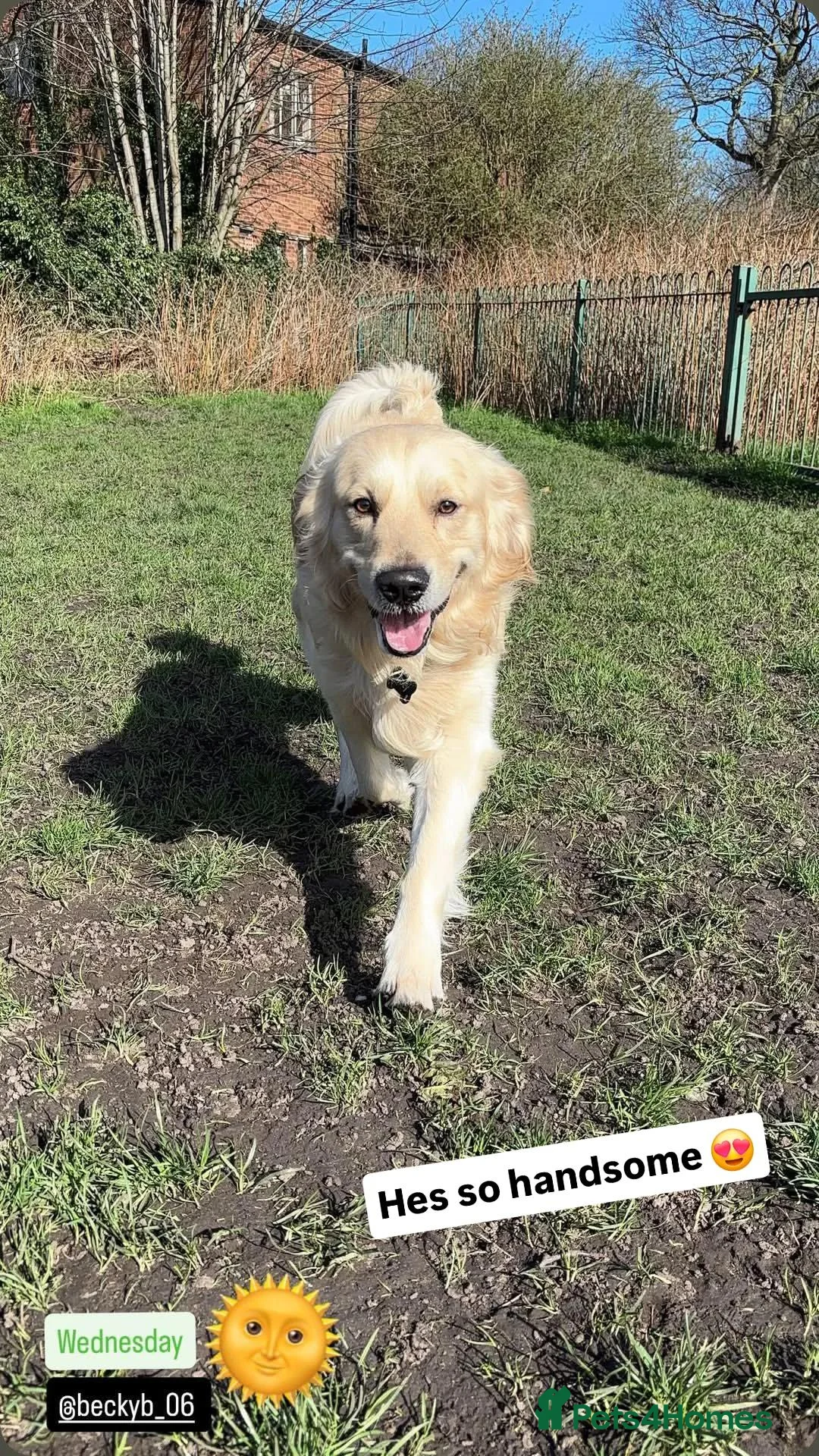 Golden Retriever dogs for sale: Beautiful Golden Retriever Puppies - Advert 35
