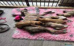 Whippet dogs for sale: BLUE BRINDLE GIRL!!! KC reg £1200 available now - Image 5