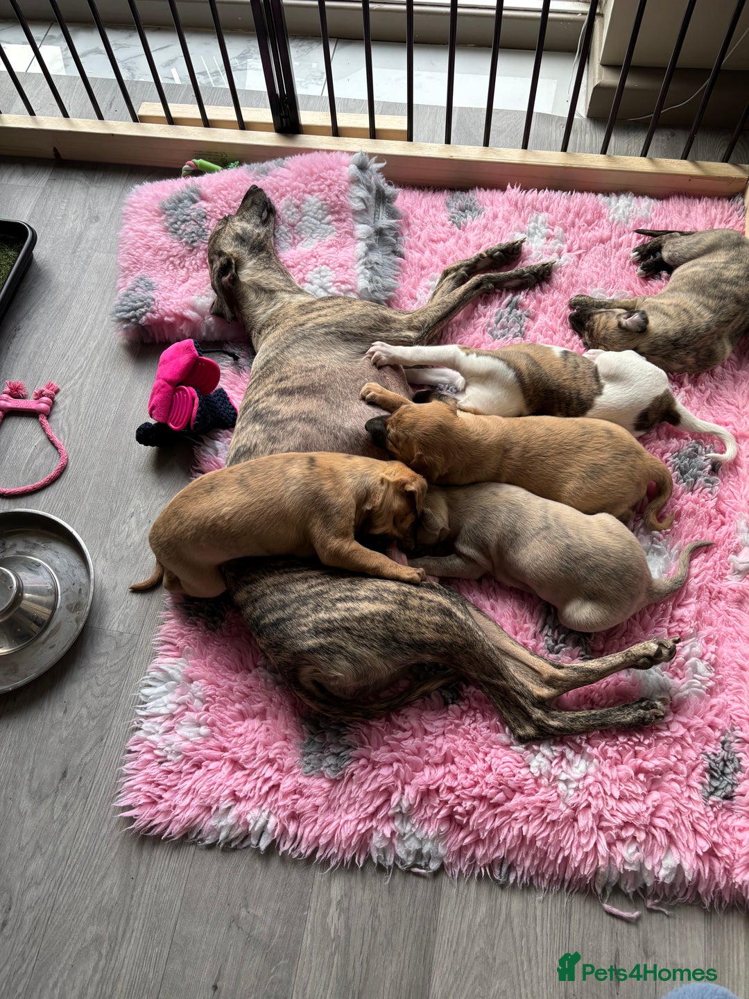 Whippet dogs for sale: BLUE BRINDLE GIRL!!! KC reg £1200 available now - Image 5