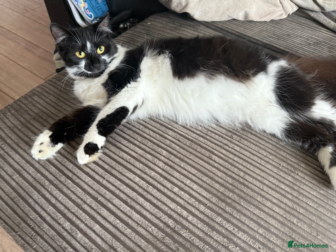 Chartreux cats for sale: 3 kittens for new homes - Image 6