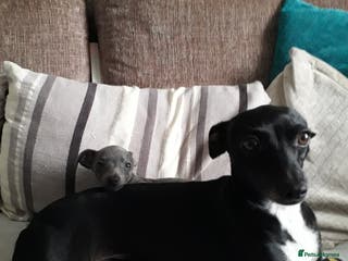 Italian Greyhound dogs Beautiful Italian greyhounds - Advert 5