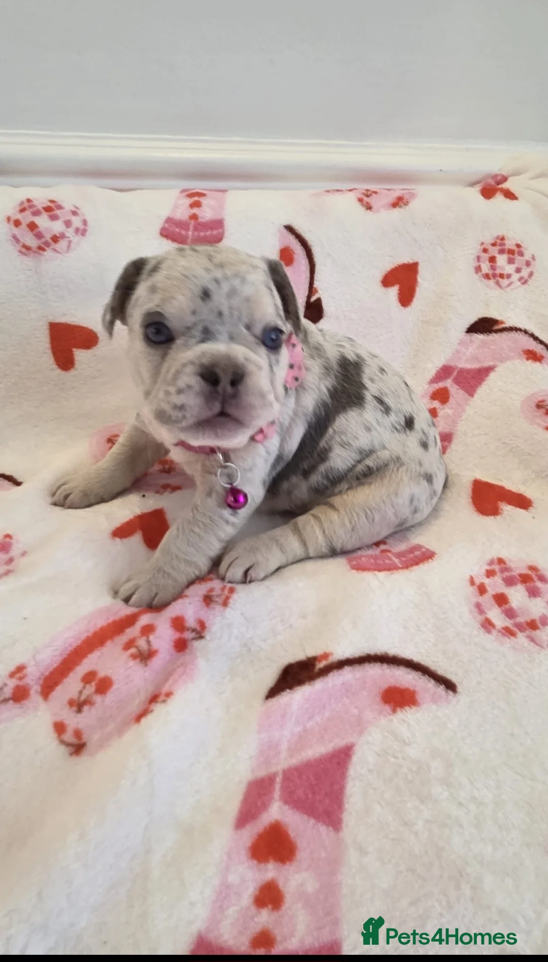 French Bulldog dogs for sale: Beautiful Frenchie puppies - Advert 11