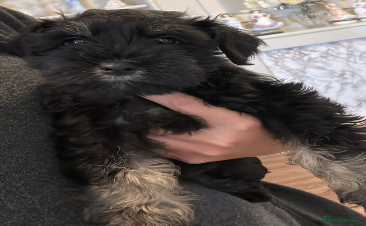 Miniature Schnauzer dogs - Advert 2