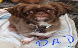 Shihpoo dogs for sale: shihpoo pups - Image 9