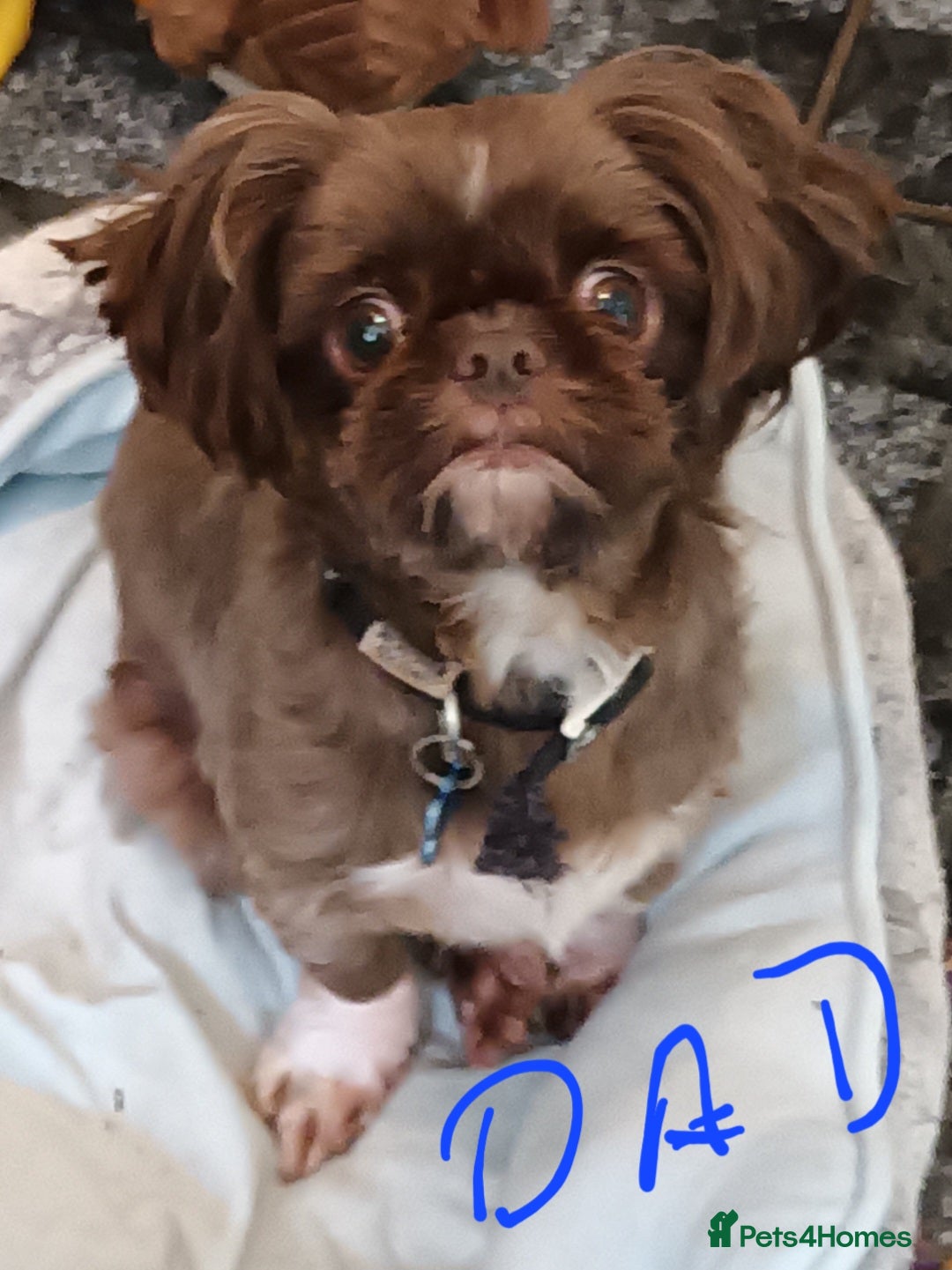 Shihpoo dogs for sale: shihpoo pups - Image 9