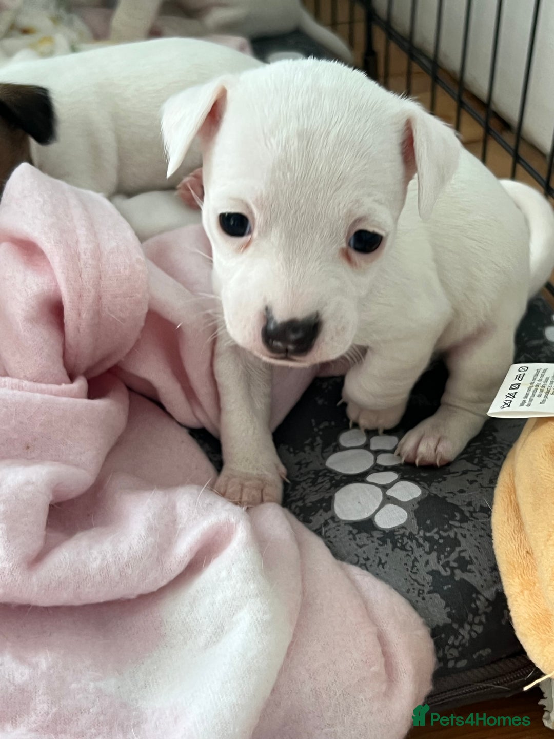 Jack Russell dogs for sale: Stunning Miniature Jack Russell Puppies!!! - Advert 19