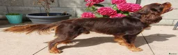 Cavalier King Charles Spaniel dogs for sale: Choc & Tan carriers - CKC Spaniel Puppies - Advert 4
