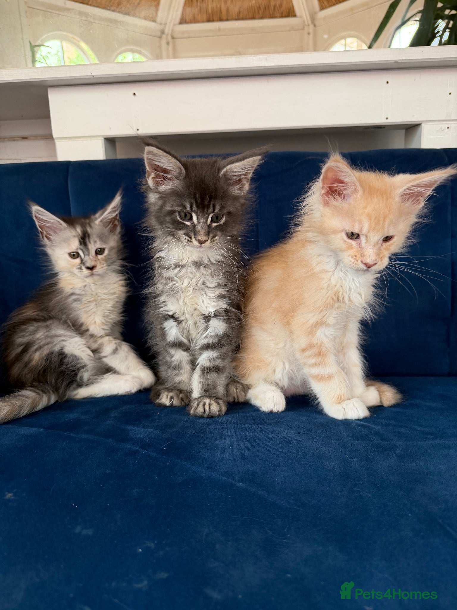 Maine Coon cats Special Maine Coon Kittens, very long ears & face - Advert 9