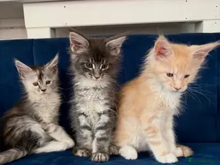 Maine Coon cats Special Maine Coon Kittens, very long ears & face - Advert 9