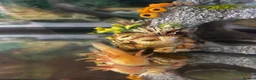 Axolotl reptiles for sale: 18 month old Golden axolotl  in Stourport-on-Severn - Advert 10