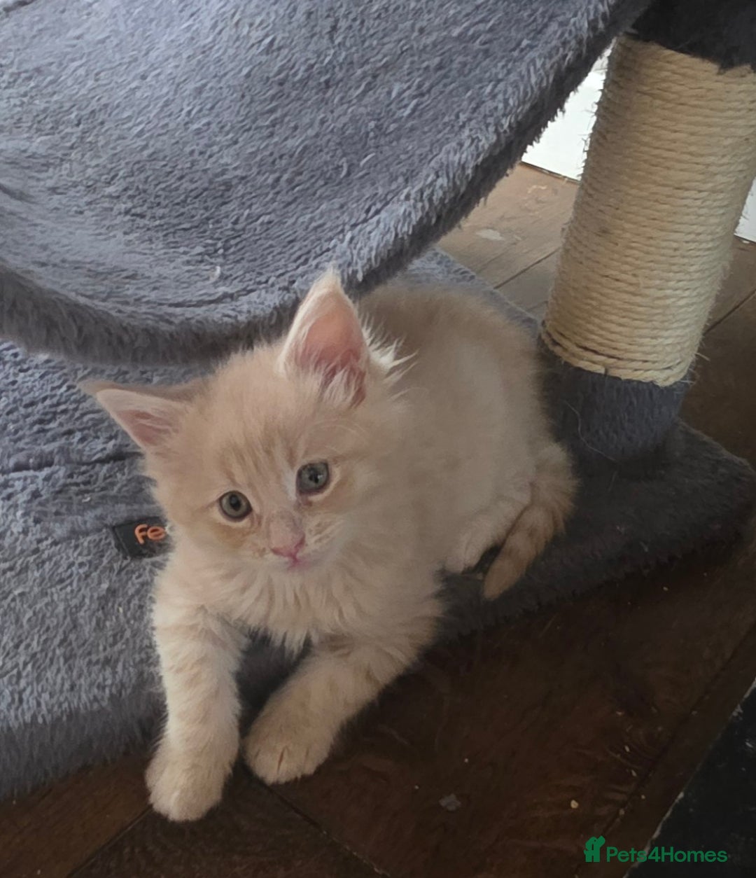 Maine Coon cats for sale: Maine coon pedigree kittens  - Image 3