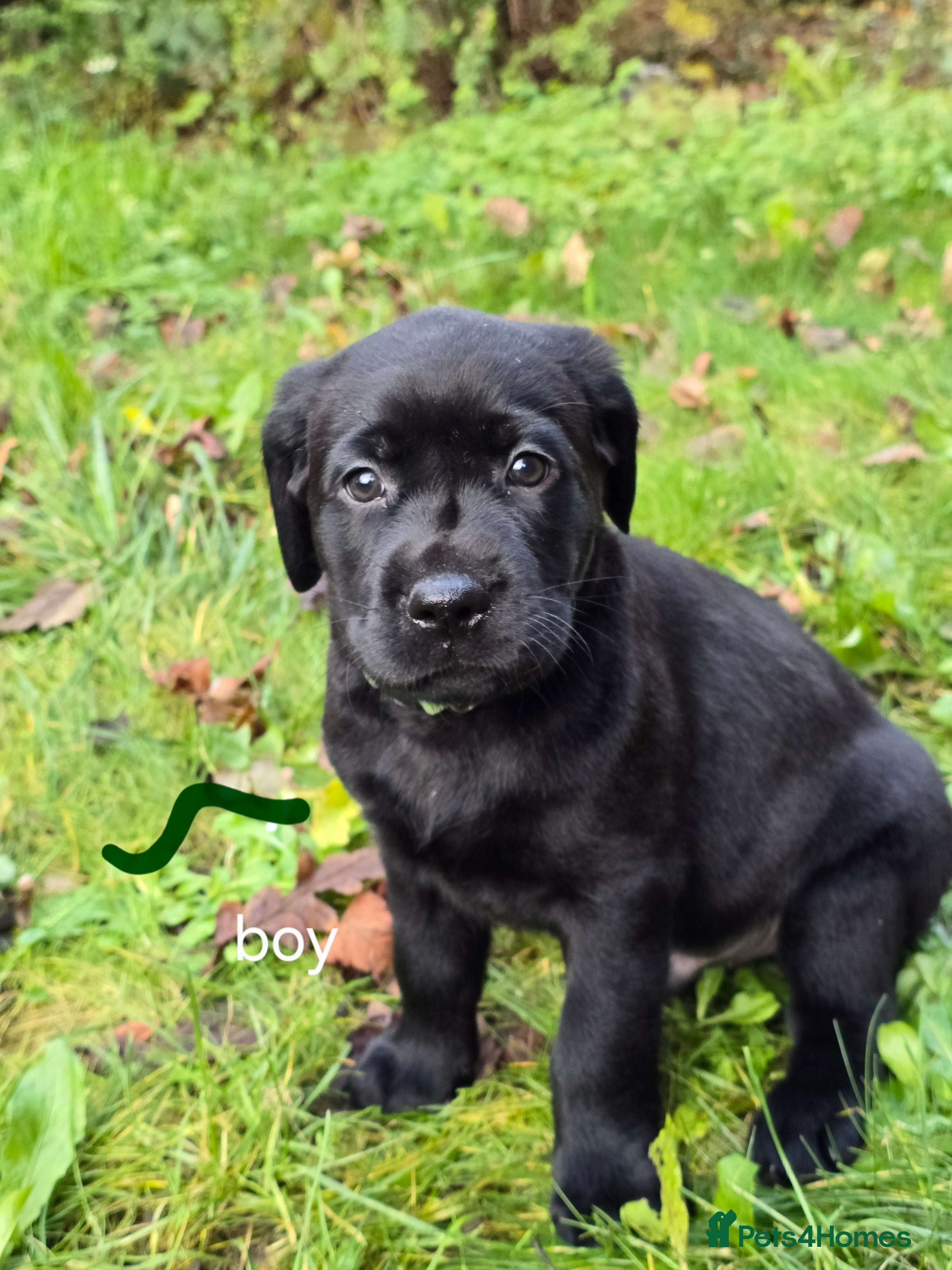 Labrador Retriever dogs Ready for home 🥰2 boys 1 girl - Advert 1