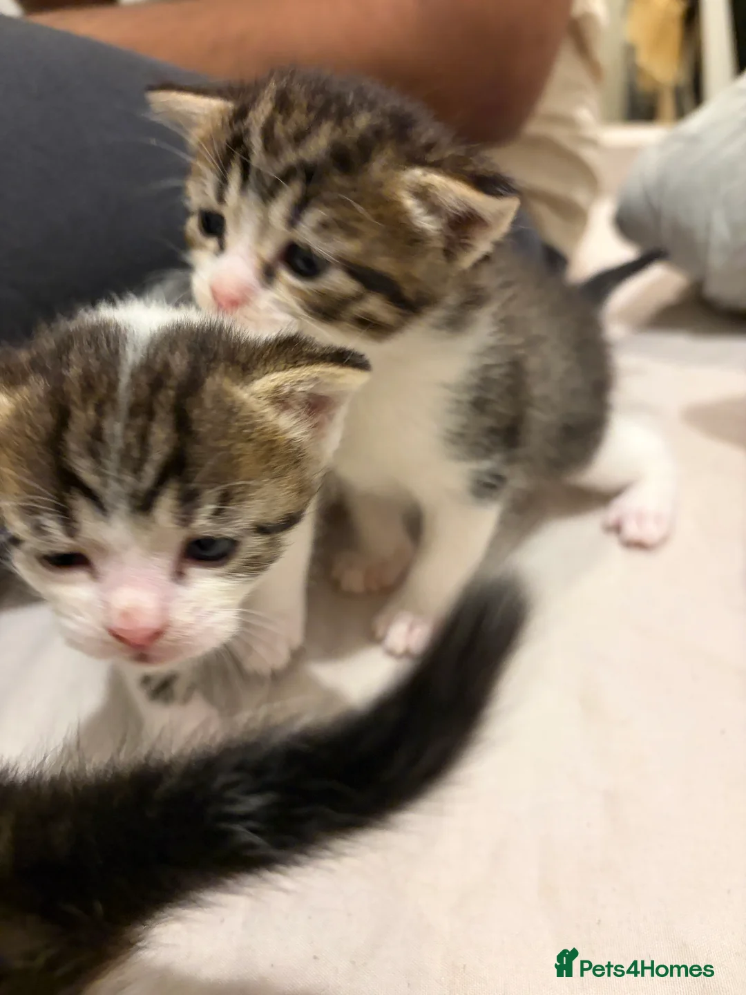 American Shorthair cats for sale: 4 beautiful American Shorthair Kittens - Advert 4