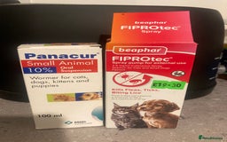 Mixed Breed cats for sale: Adorable Half-Manx Kittens 🐾 - Image 30