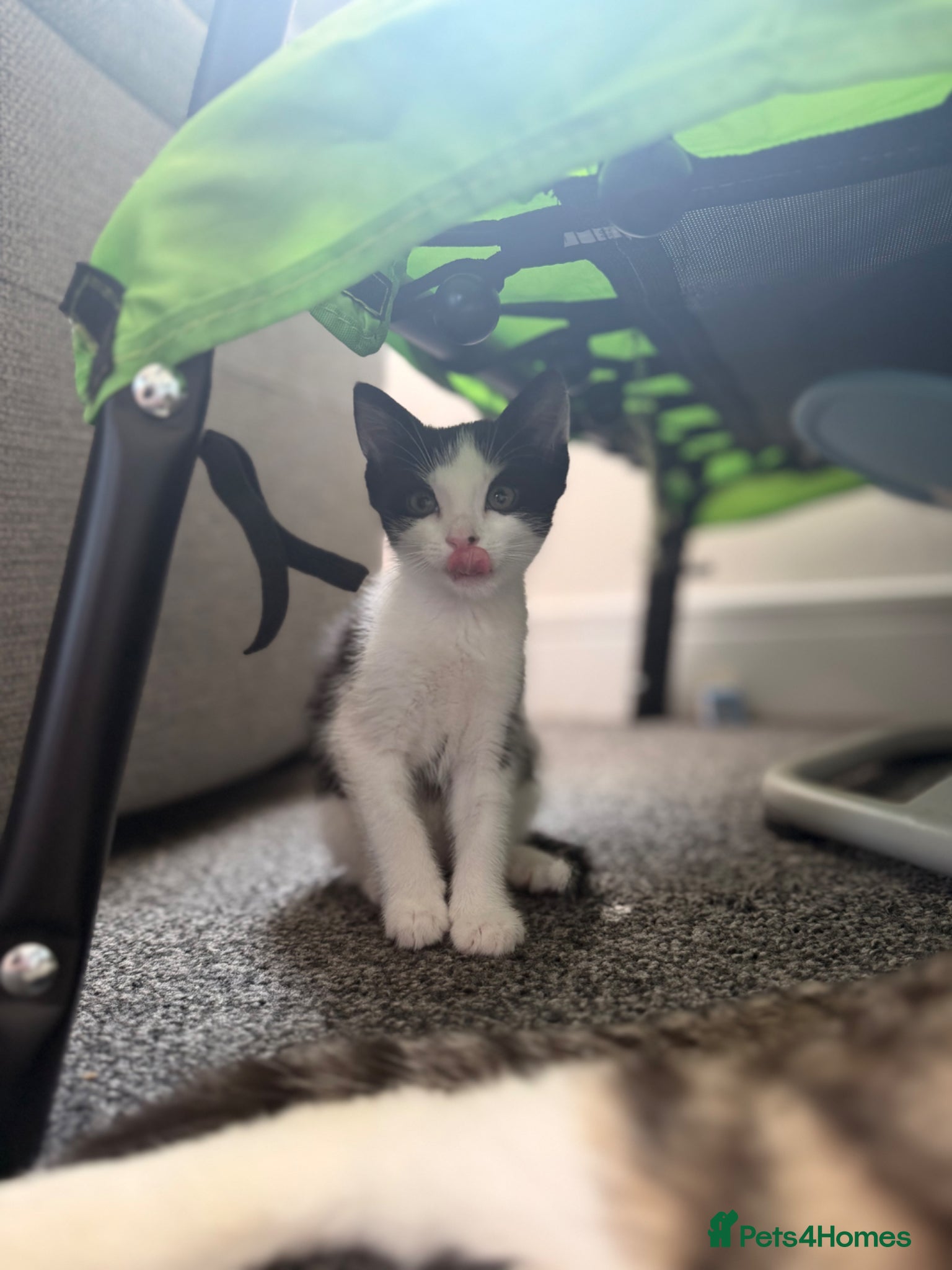 Mixed Breed cats Arabian/Ragdoll Cross Kittens for sale.  - Advert 9