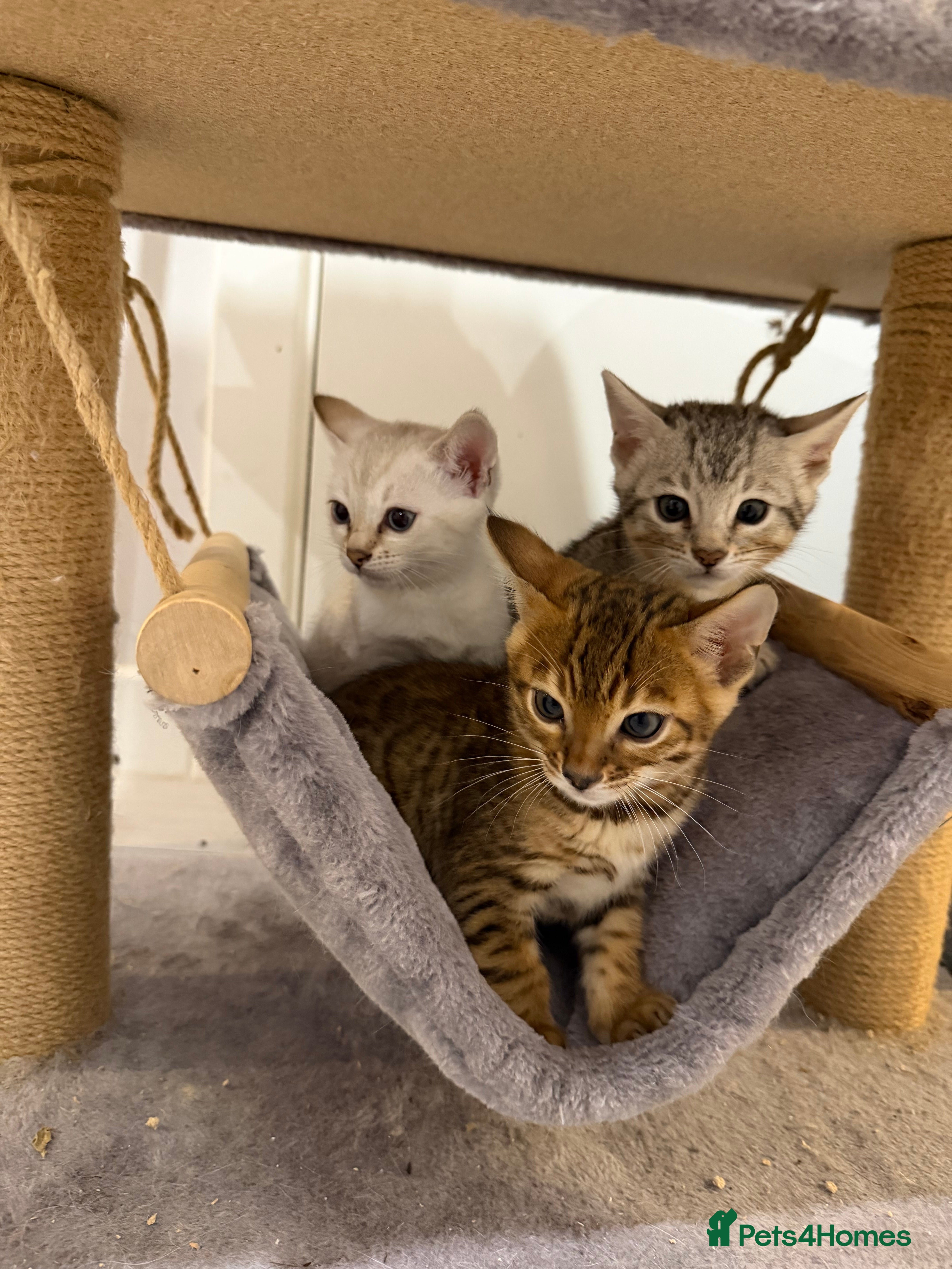 Bengal cats Bengal kitten. ONLY 2 left - Advert 1