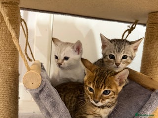 Bengal cats Bengal kitten. ONLY 2 left - Advert 3