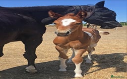 Paint horses for sale: Red Roan Tobiano Filly.   - Image 4