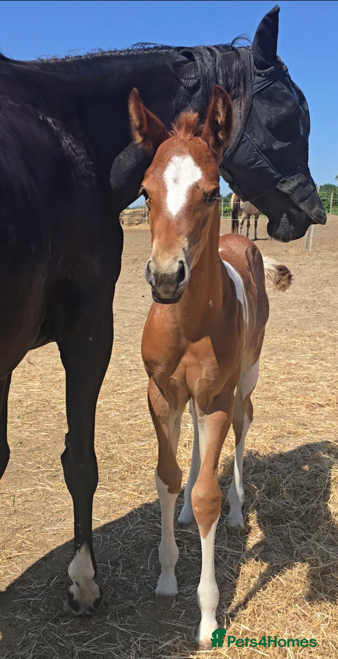 Paint horses for sale: Red Roan Tobiano Filly.   - Image 4