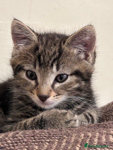 Mixed Breed cats for sale: Tabby kitten looking for a home - Advert 7