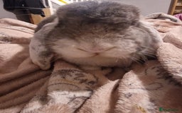 French Lop rabbits for sale: Gaint French lop Rabbit. - Image 2