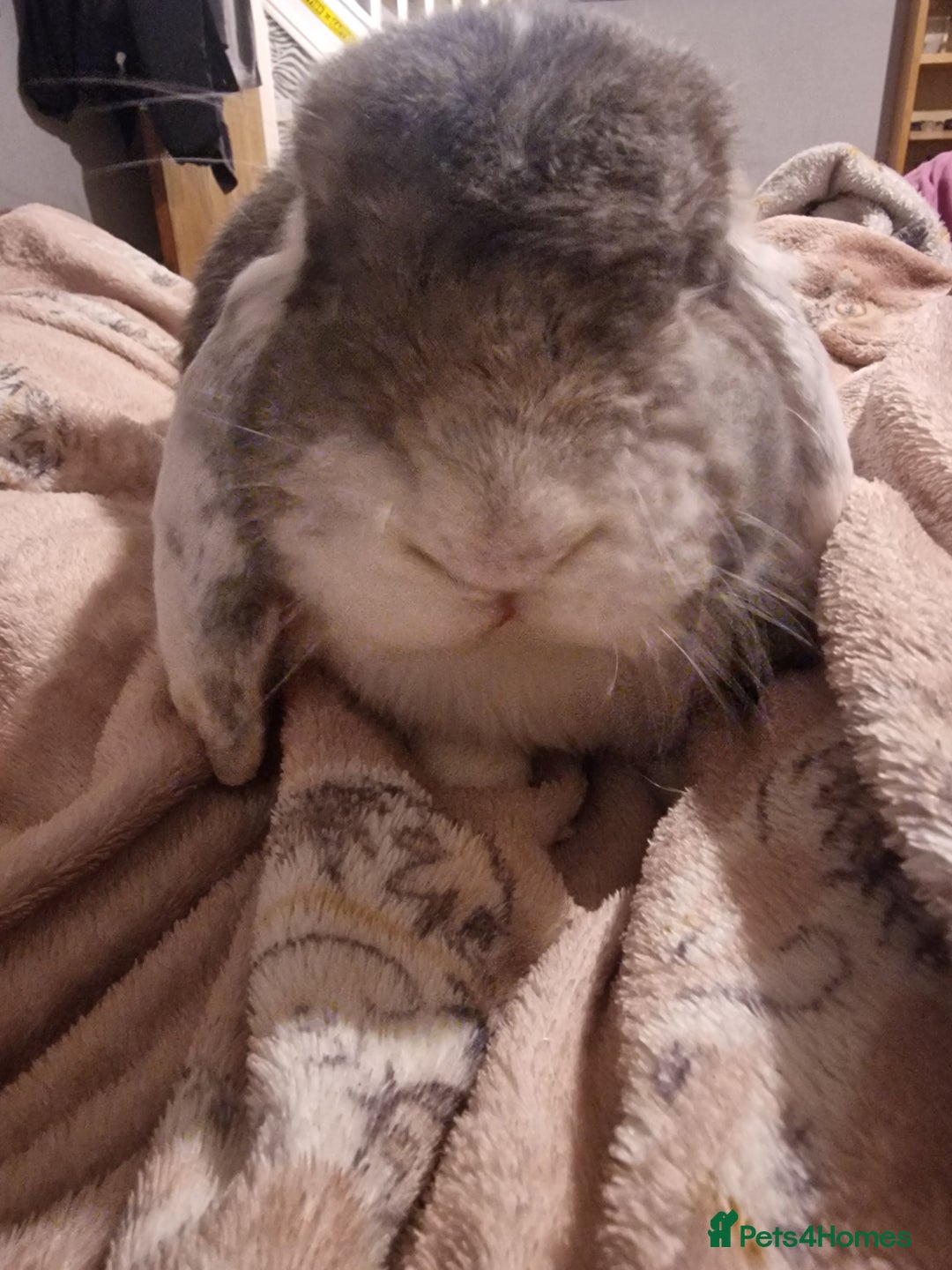 French Lop rabbits for sale: Gaint French lop Rabbit. - Image 2