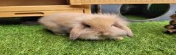 Mini Lion Lop rabbits for sale: Stunning Mini Lion Lops - READY SATURDAY - Advert 32
