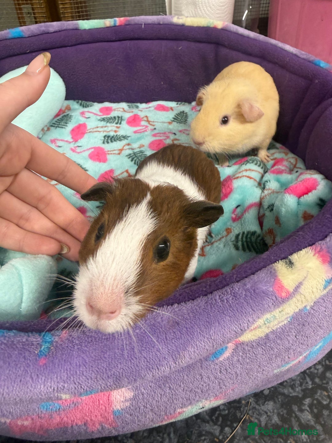 Guinea Pig rodents for sale: Super sweet purebred baby guinea pigs  - Advert 9