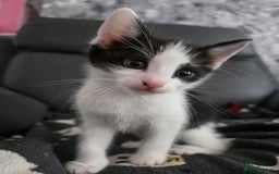 Mixed Breed cats for sale: 2 gorgeous male kittens  - Image 6