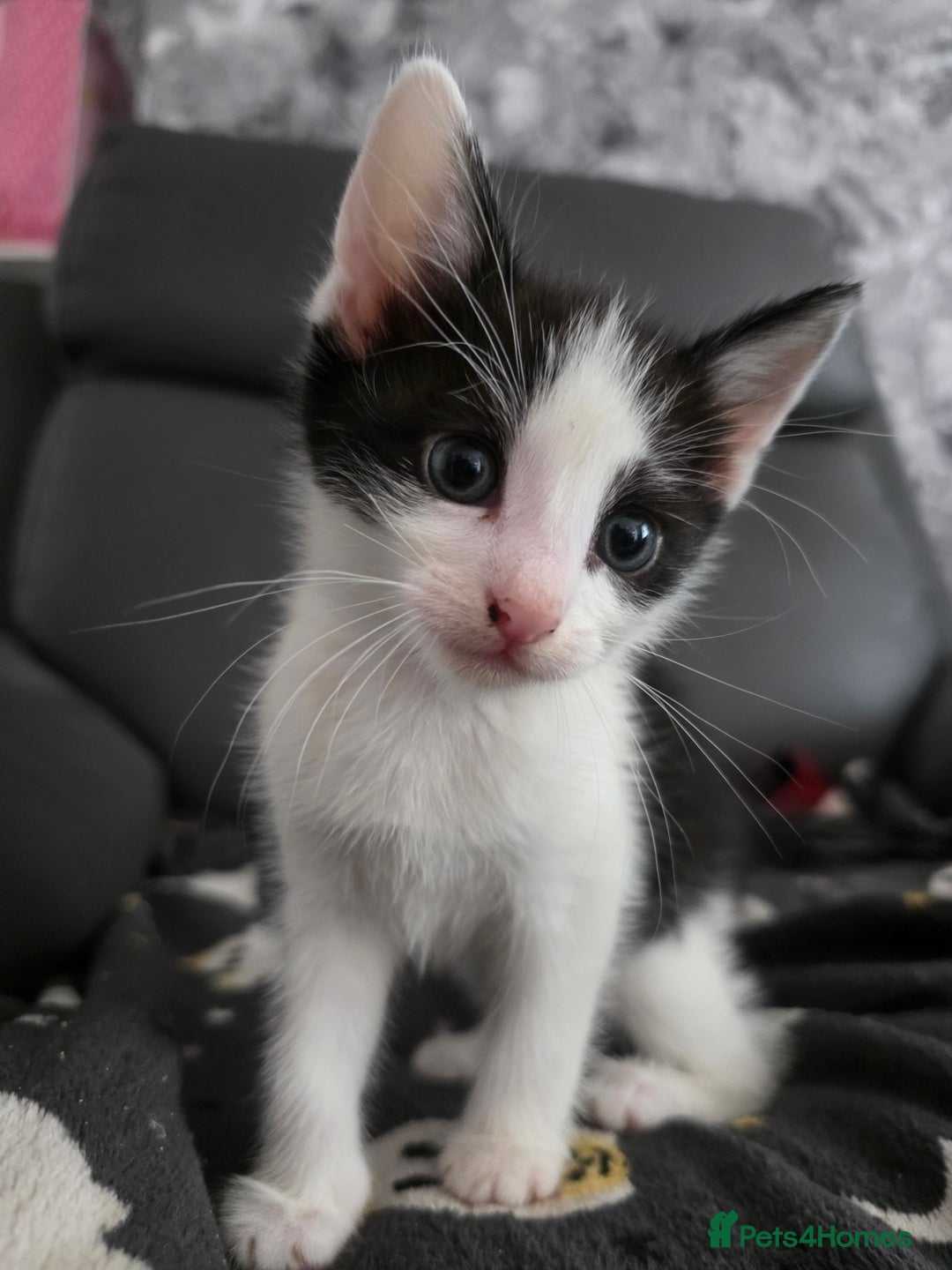 Mixed Breed cats for sale: 2 gorgeous male kittens  - Image 6