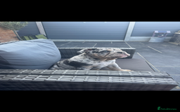 English Bulldog dogs for sale: Grey Merle male english bulldog puppy - Image 4
