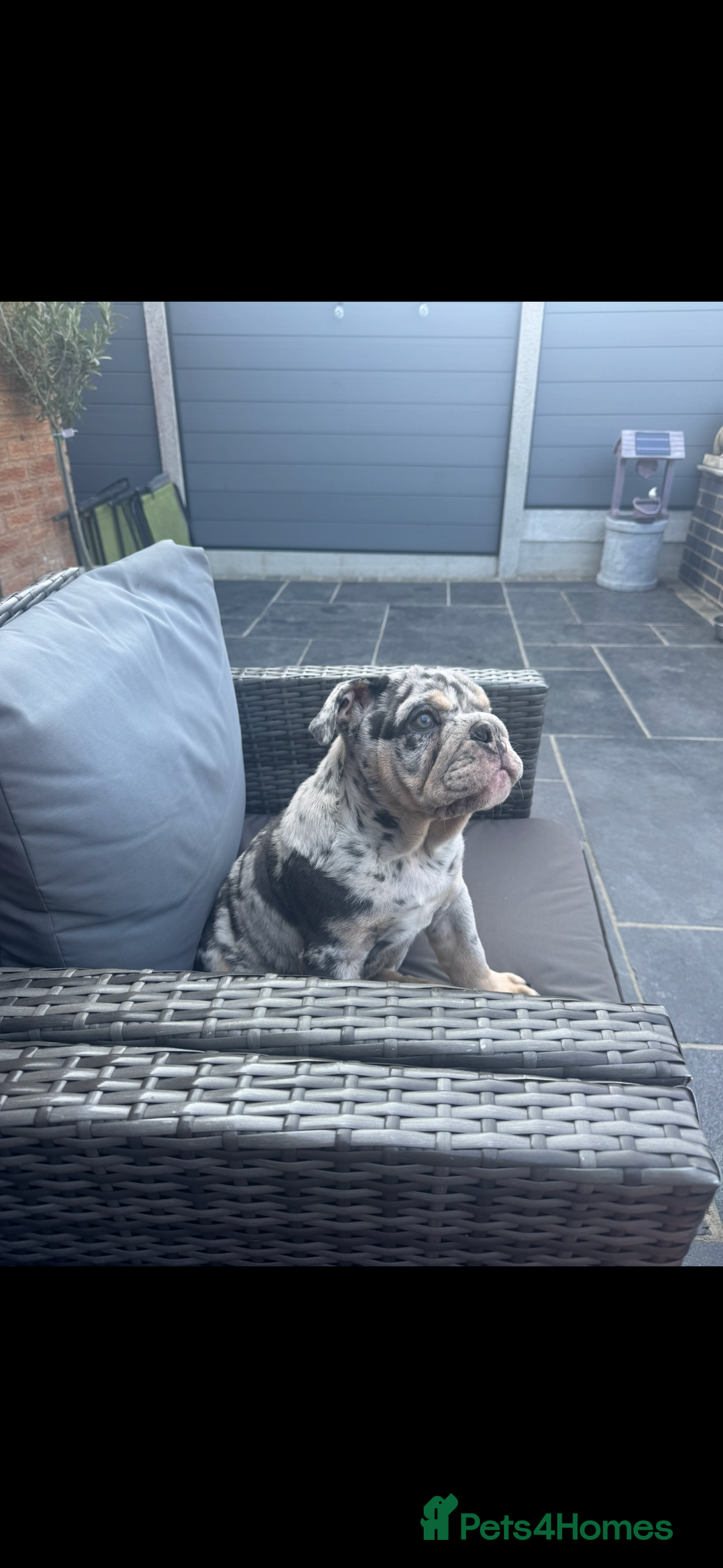 English Bulldog dogs for sale: Grey Merle male english bulldog puppy - Image 4