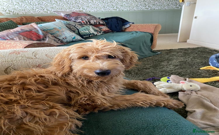 Mini Goldendoodle dogs - Advert 15