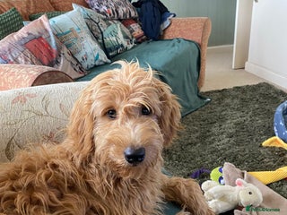 Mini Goldendoodle dogs - Advert 16